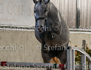 Clara del Buttasella TosTour2013- S4 6304 : Arezzo, Arezzo Equestrian Centre, Cavalli d'Italia, Clara del Buttasella, Toscana Tour 2013, foto di Stefano Secchi ©